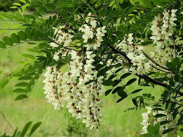 Acacia, bloem van de maand