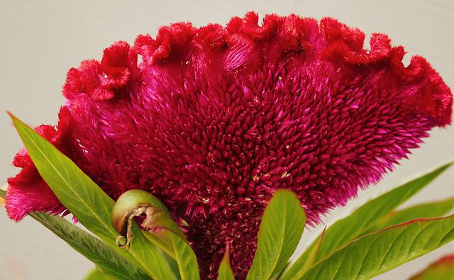 Celosia, bloem van de maand