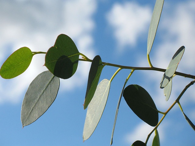 Eucalyptus, bloem van de maand