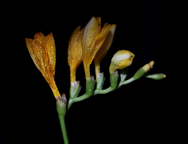 Freesia, bloem van de maand