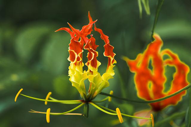 Gloriosa, bloem van de maand