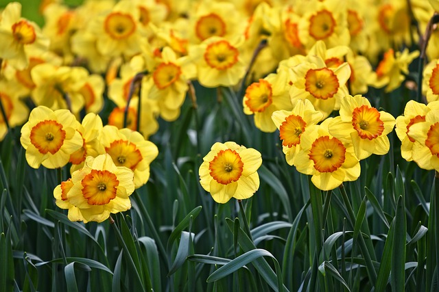 Narcis, bloem van de maand