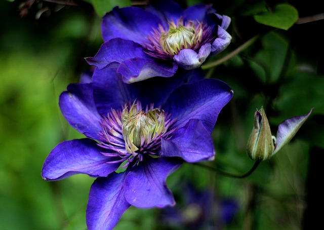 Clematis als bloem van de maand