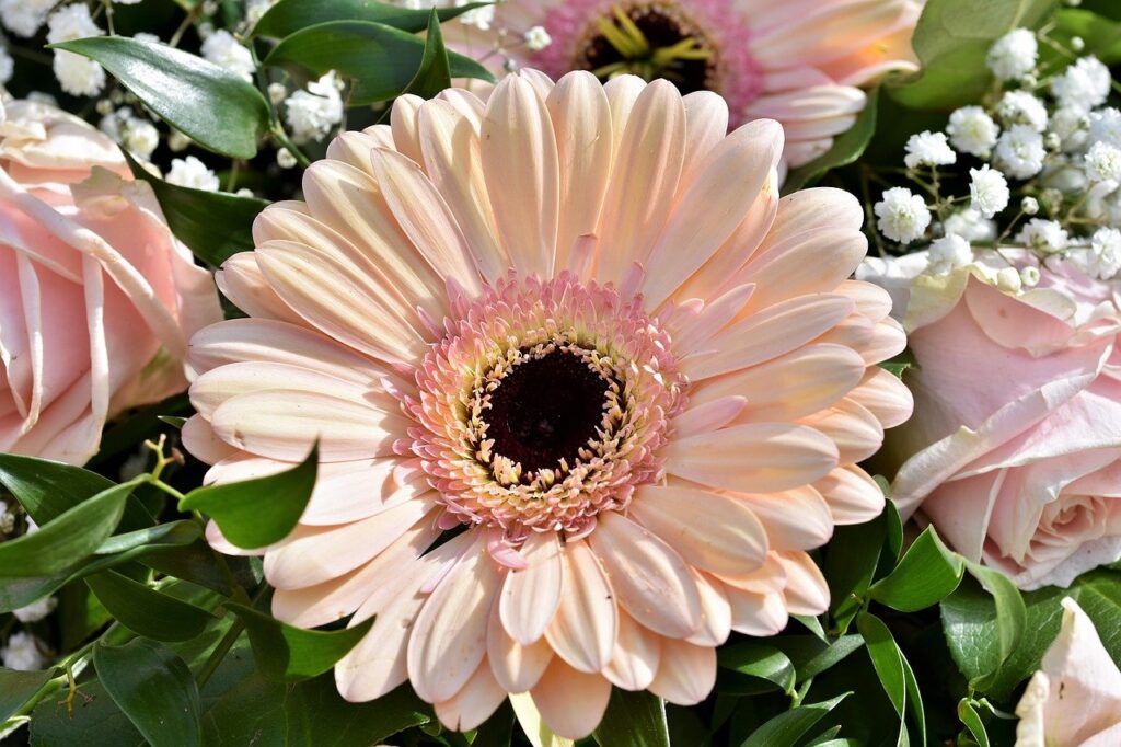 Gerbera, bloem van de maand