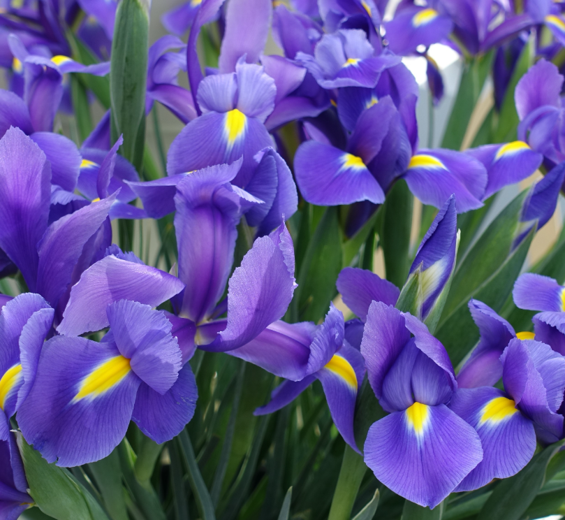 Iris, bloem van de maand