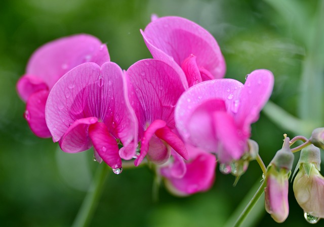 Lathyrus als bloem van de maand