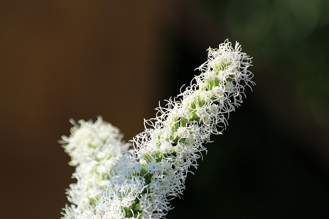 Liatris, bloem van de maand