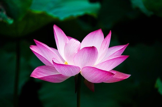 Lotus, bloem van de maand