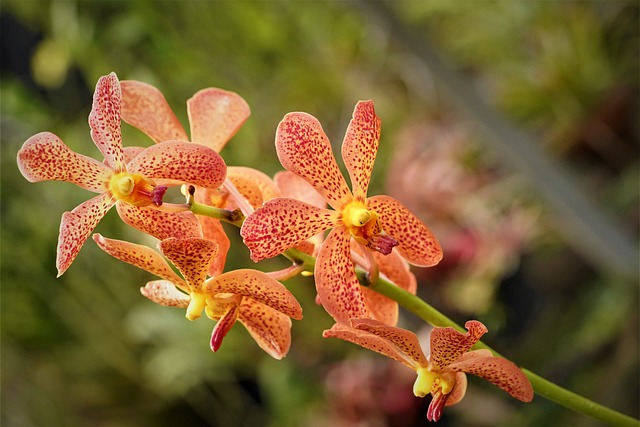 Vanda orchidee als bloem van de maand
